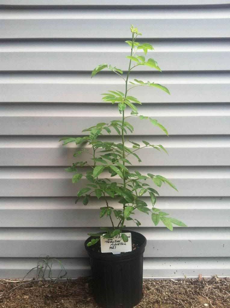  photo DuchessedAngoule3020me_zps7cc44929.jpg